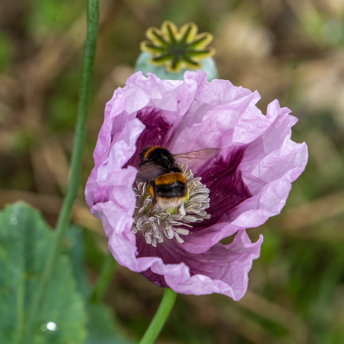Photography by Chris Allington